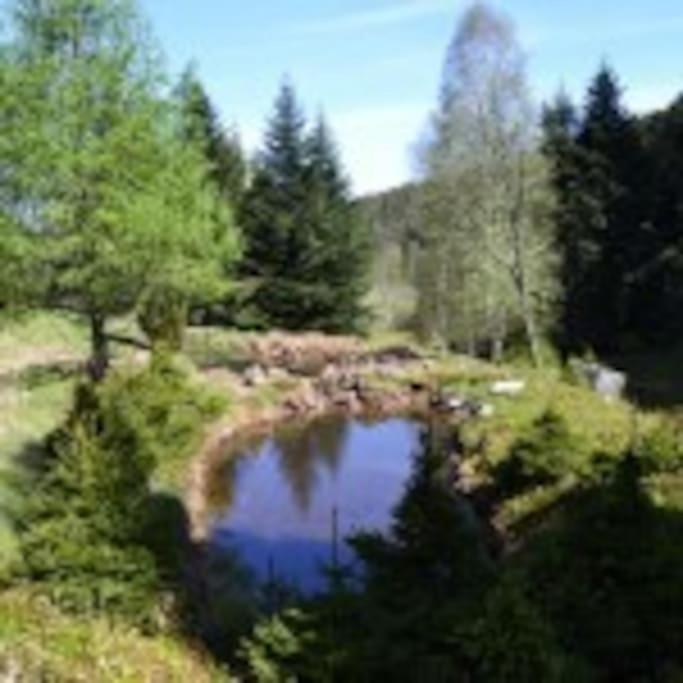Gite Gretel De La Ferme Du Schneeberg Wangenbourg-Engenthal Exterior foto